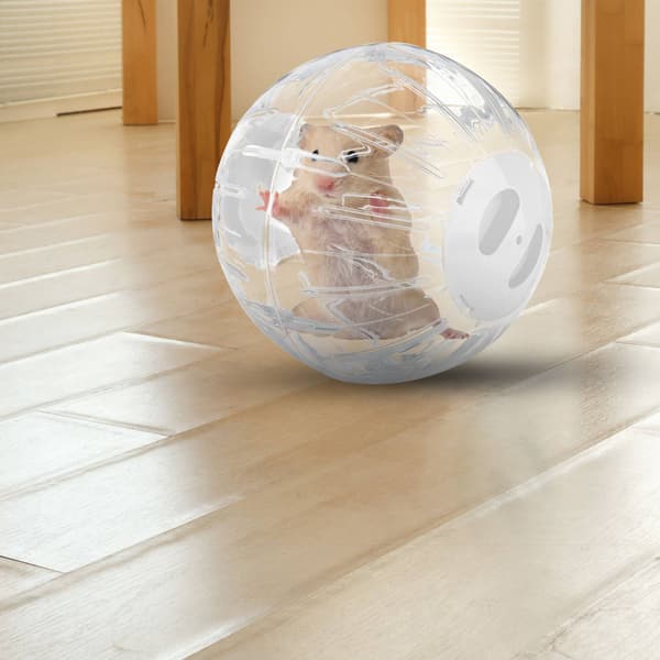 Hamsteripallo valkoisella kannella