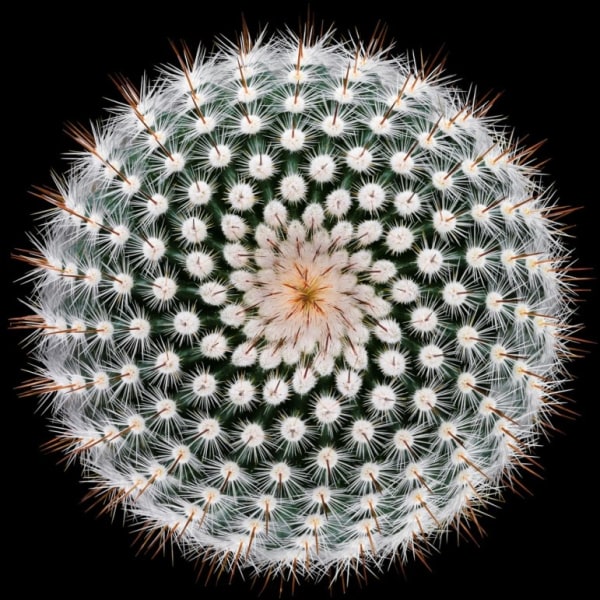 Notocactus Scopa - 50x70 cm