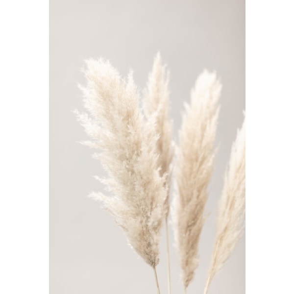 Pampas Grass Grey 02 - 50x70 cm