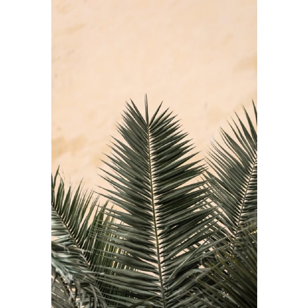 Palm Leaves And Wall_1 - 30x40 cm