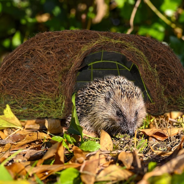 Igelkottshus Igloo