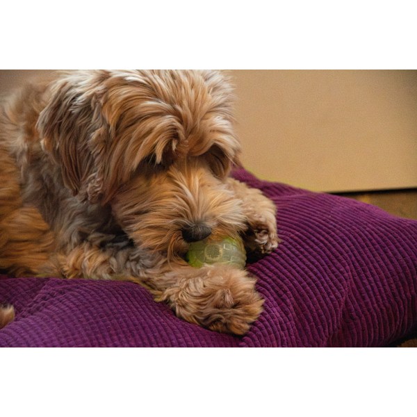 Dog Comets Glow in the Dark Moon Green S