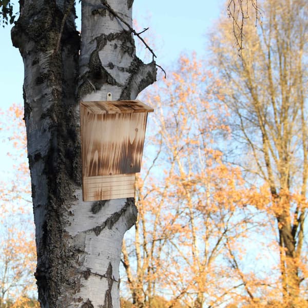 Fladdermuslåda i flammat trä