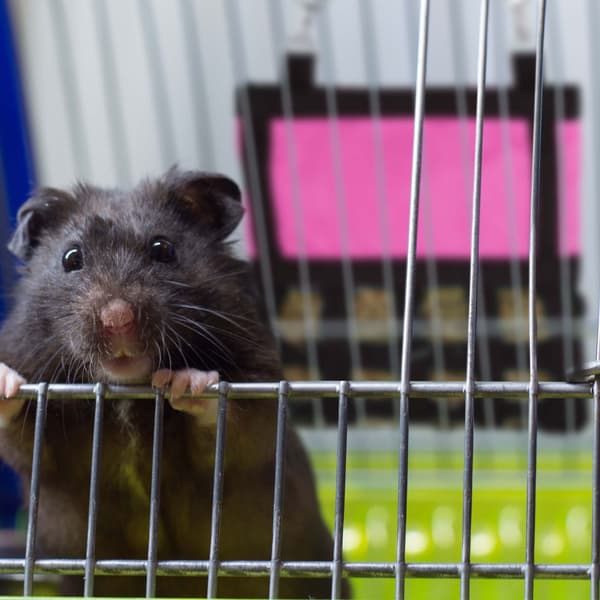 Heinäpussi pienille eläimille