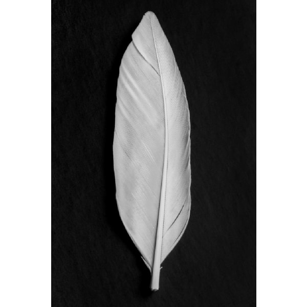 Feather_008 - 70x100 cm