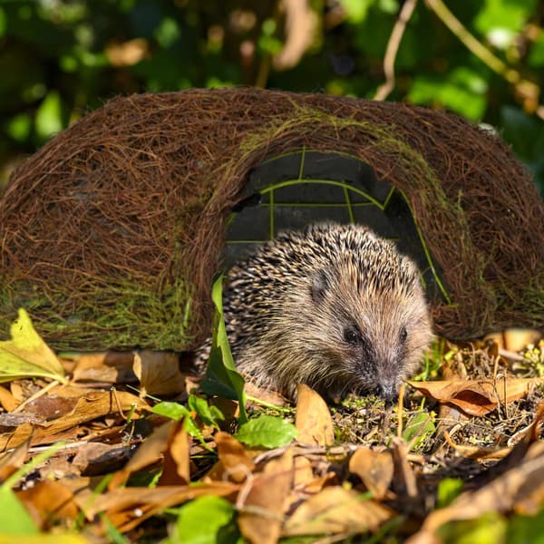 Siilitalo Igloo