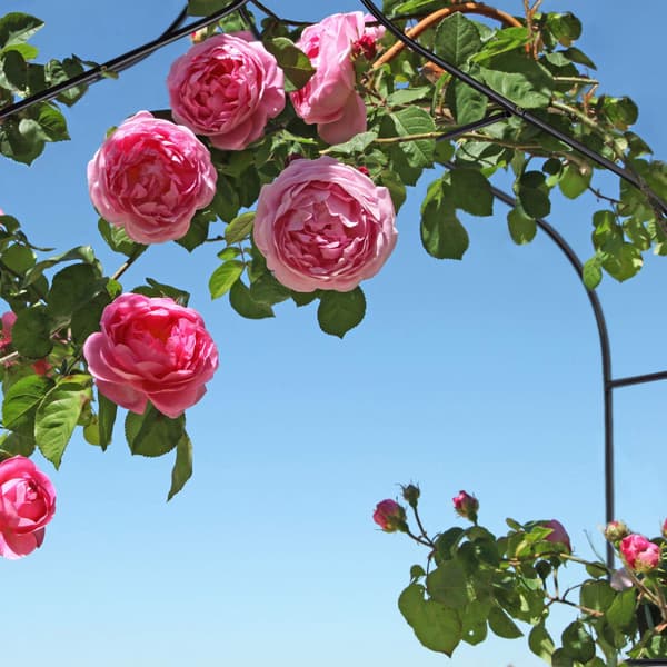 Rosenbue 255 cm høj
