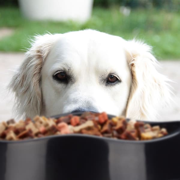 Anti Sling Bowl Hund
