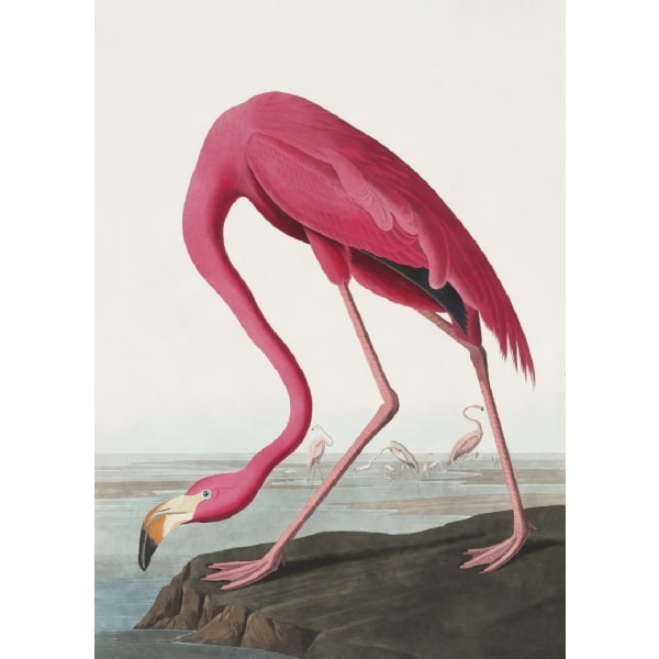 Pink Flamingo Ii From Birds Of America (1827) - 21x30 cm