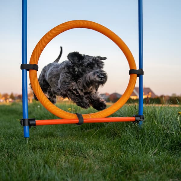 Hund Agility Course Set med tunnel, häck, slalom