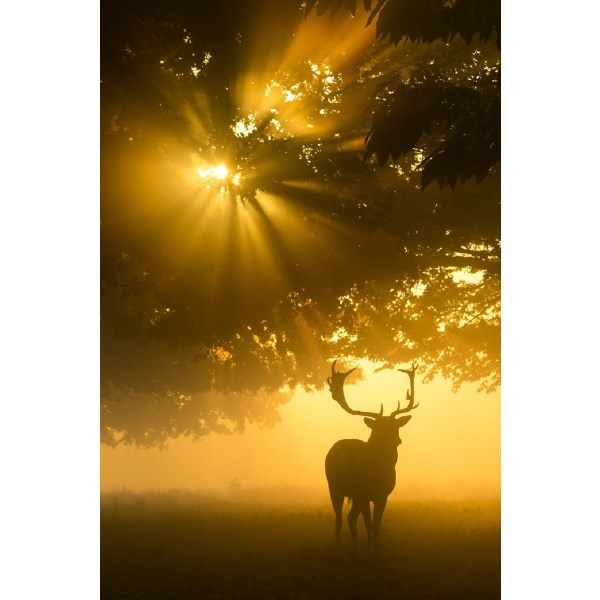 Mist On Tree Can'T Stop Sunshine - 50x70 cm