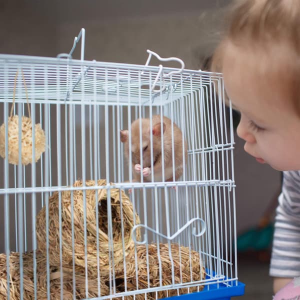 Hamsterin tarvikesetti 5 kpl.