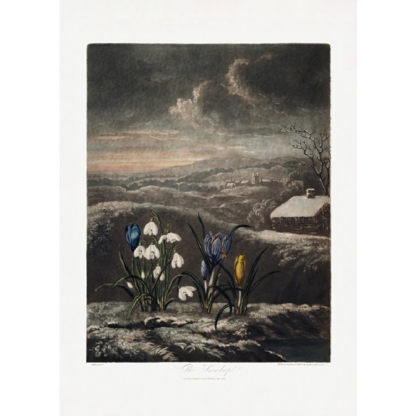 The Snowdrops From The Temple Of Flora (1807) - 30x40 cm