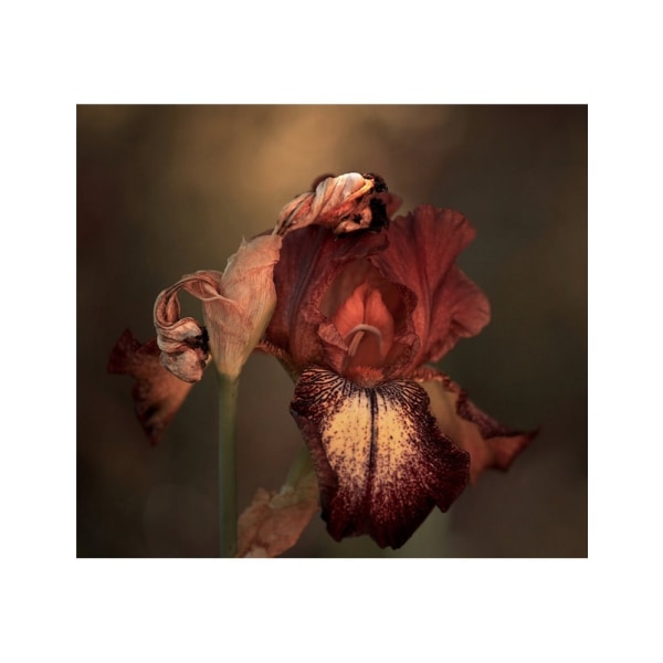 Iris In Spring - 30x40 cm