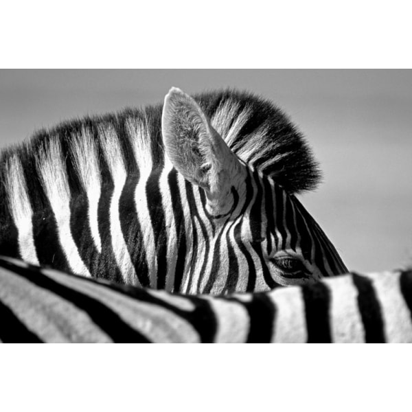 Curious Zebra - 21x30 cm
