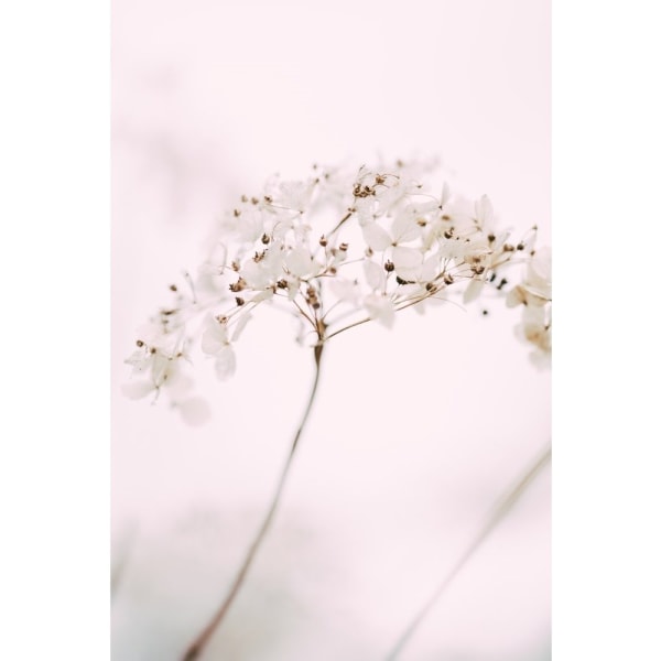Soft Dried Flower_Pink - 70x100 cm