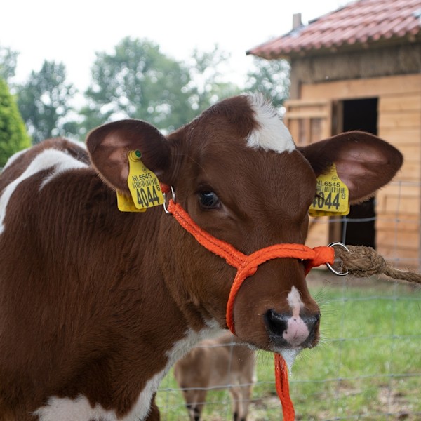 Halter Calf säädettävä leveä oranssi