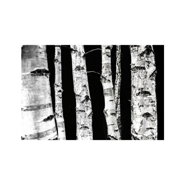 Birch Trees - 30x40 cm