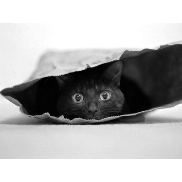 Cat In A Bag - 30x40 cm