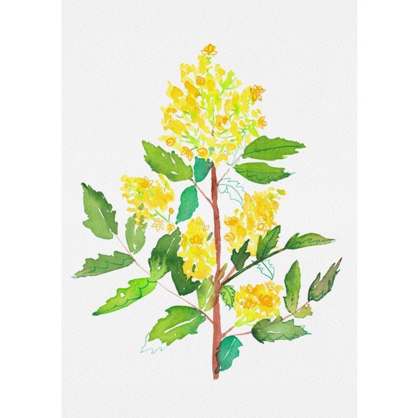Oregon Grape Or Mahonia Aquifolium Botanical Painting - 50x70 cm