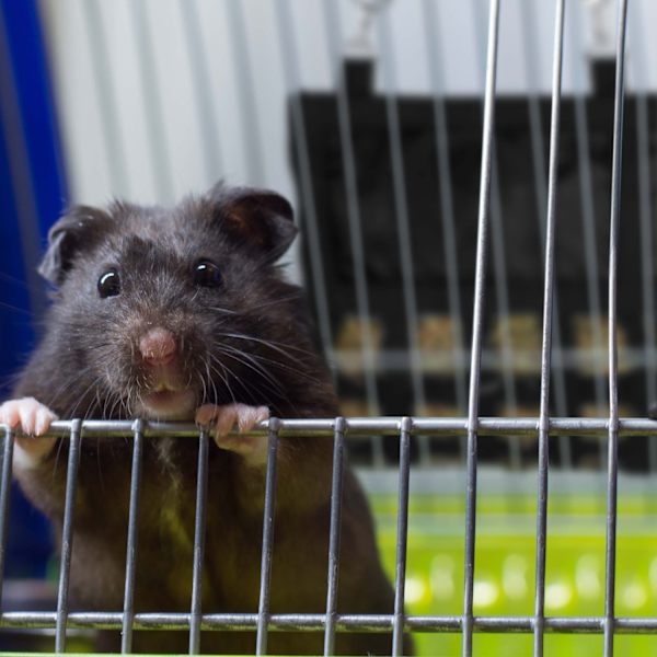 Heinäpussi pienille eläimille