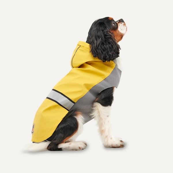 Gooeez Reflekterande Hooded Raincoat XS Gul/Grå