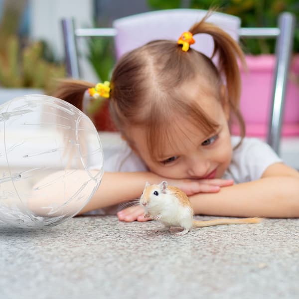 Hamsteripallo vaaleansinisellä kannella