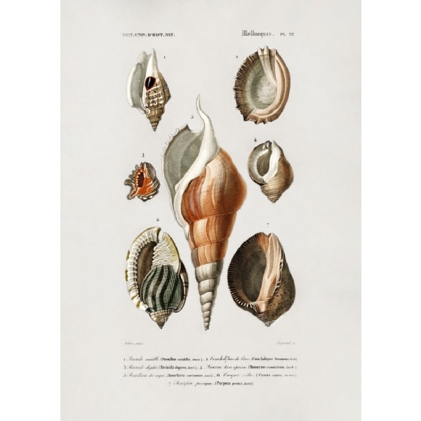 Different Types Of Mollusks - 21x30 cm