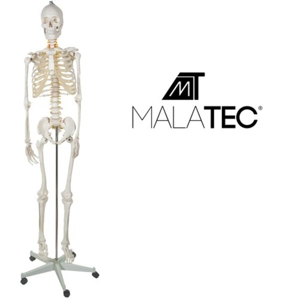 Människoskelett - 170 cm Malatec 22583