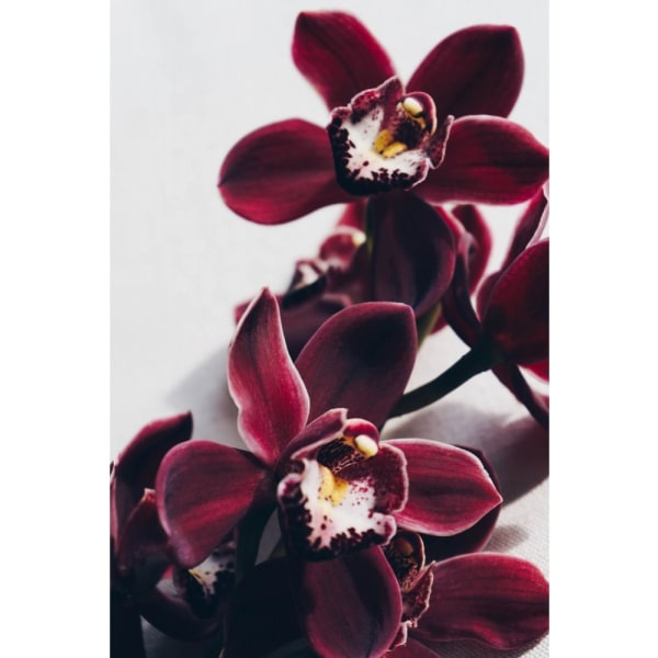 Velvet Orchid - 70x100 cm