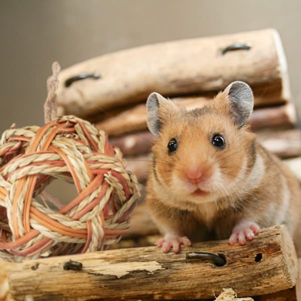 Hamsterin tarvikesetti 5 kpl.