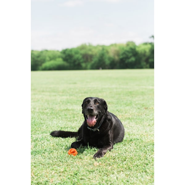 Chuckit! Air Fetch Ball Medium