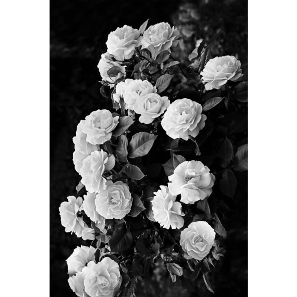 Rose Bush - 50x70 cm