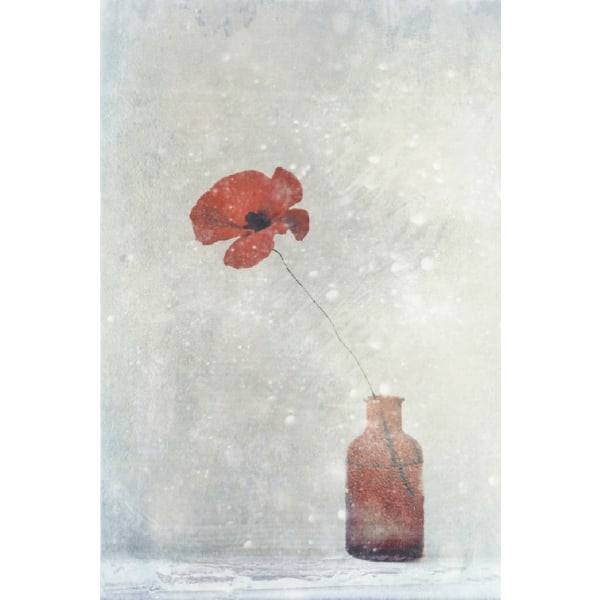 Winter Poppy - 70x100 cm