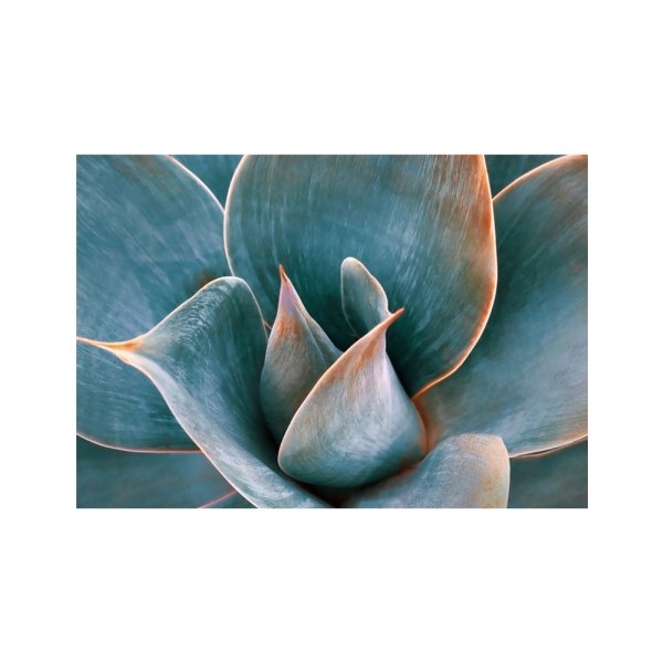 Agave Abstract In Spring - 50x70 cm