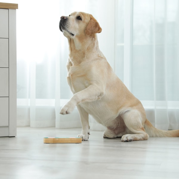 Intelligent legetøj til hunde