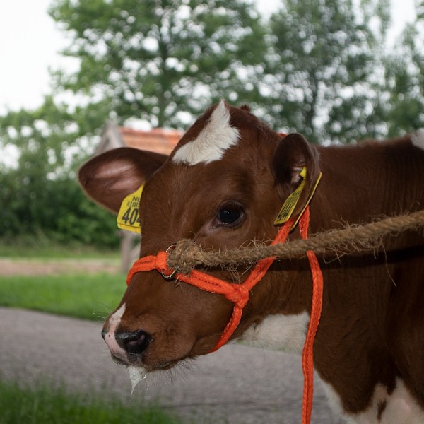 Halter Calf justerbar bred orange