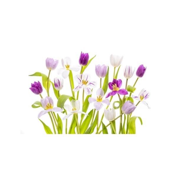 Tulipa Spring - 70x100 cm