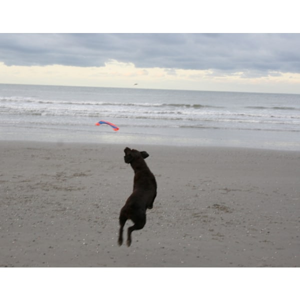 Chuckit Flying Squirrel M 35 cm