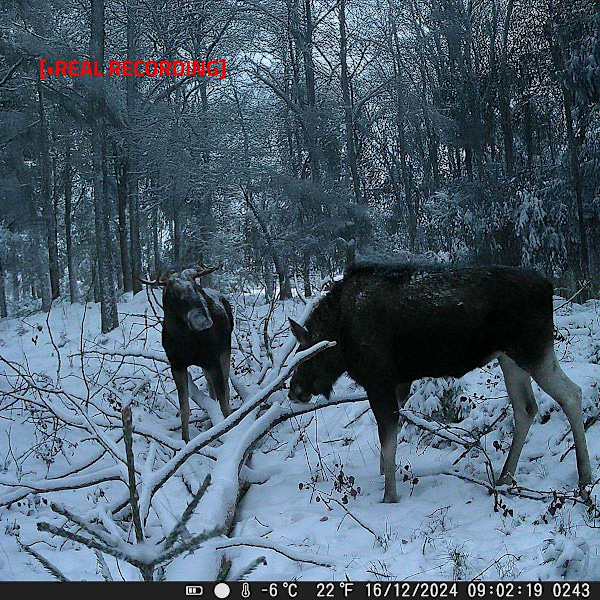 Wildlife Camera | 4K@10fps | 50 MPixel | 5 MPixel CMOS | IP65 | Svart No-Glow IR | Nattseende | Betraktningsvinkel: 60 ° | Rörelsesensor | Detektering