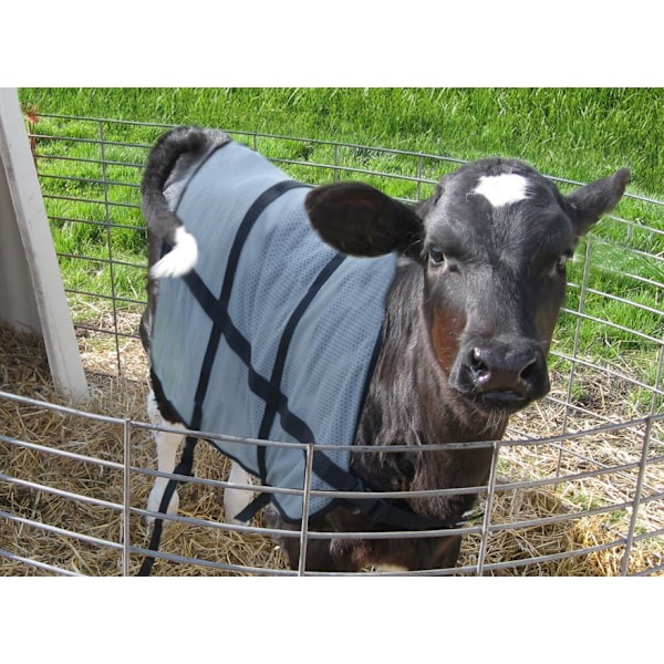 Bodyguard Calf Sommertæppe