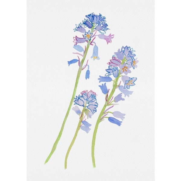 Spanish Bluebell Or Hyacinthoides Hispanica Botanical Painting -