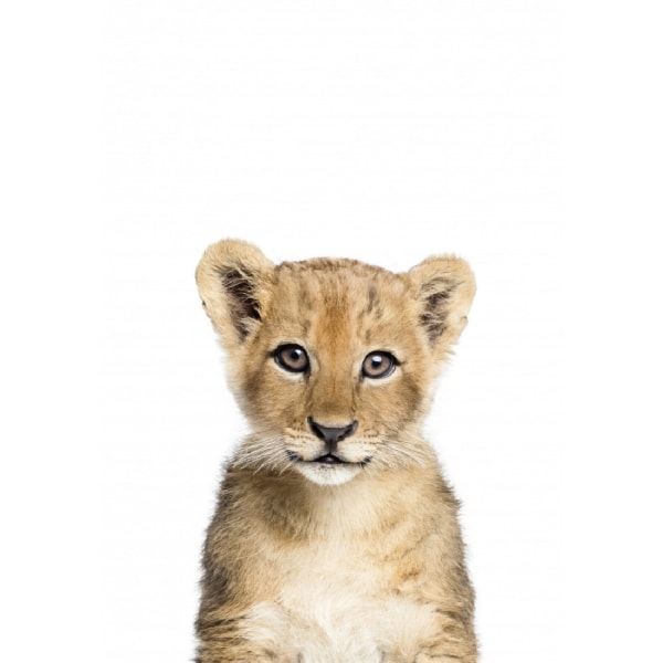Baby Lion - 50x70 cm