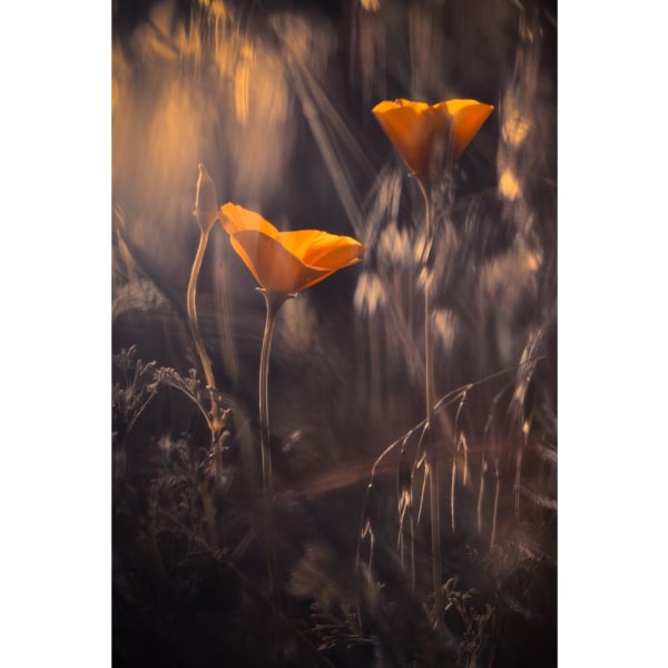 From The Enchanted Secret Garden - 50x70 cm