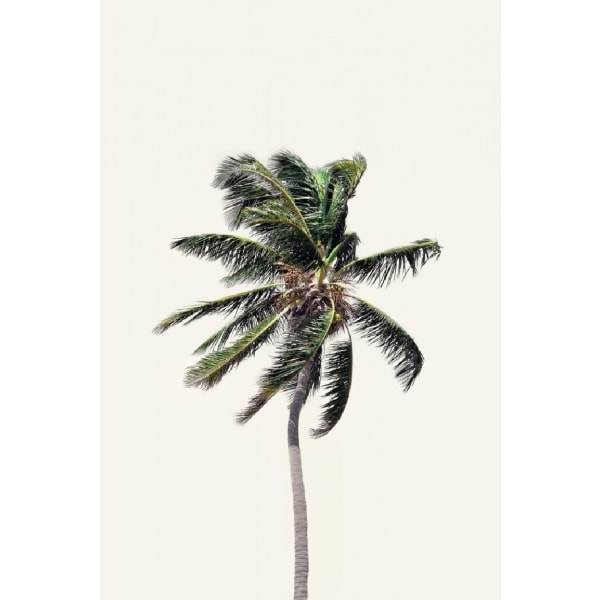 Windy Palm Tree - 70x100 cm