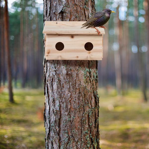 Bo för starar