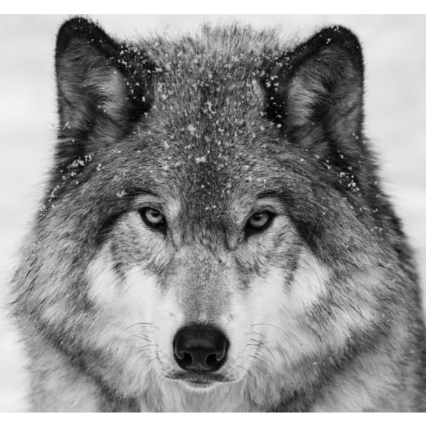 Wolf Portrait - 21x30 cm