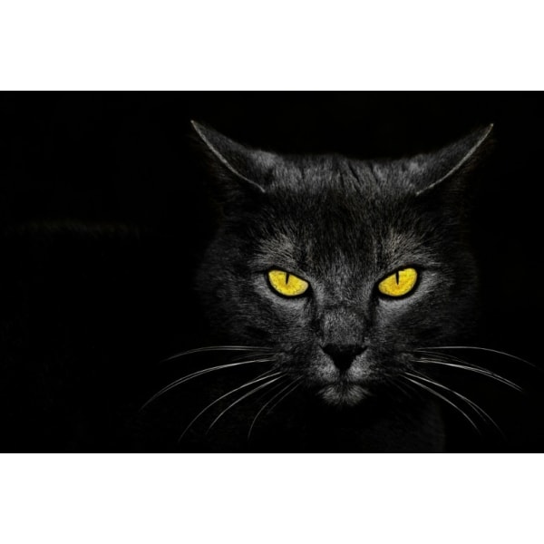 Black Cat - 50x70 cm
