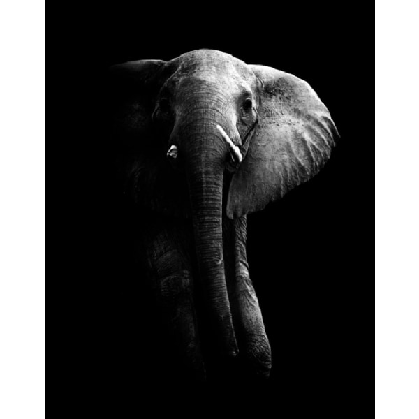 Elephant! - 70x100 cm