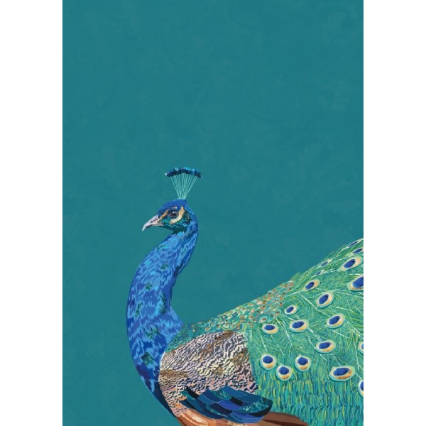 Turquoise Peacock - 50x70 cm